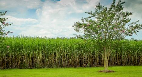 Sugarcanes