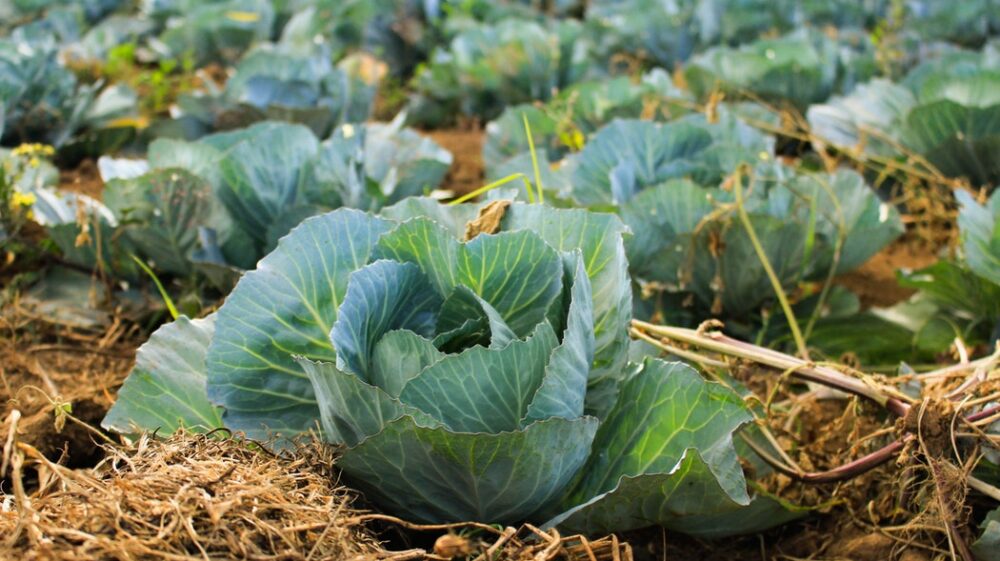 Cabbage