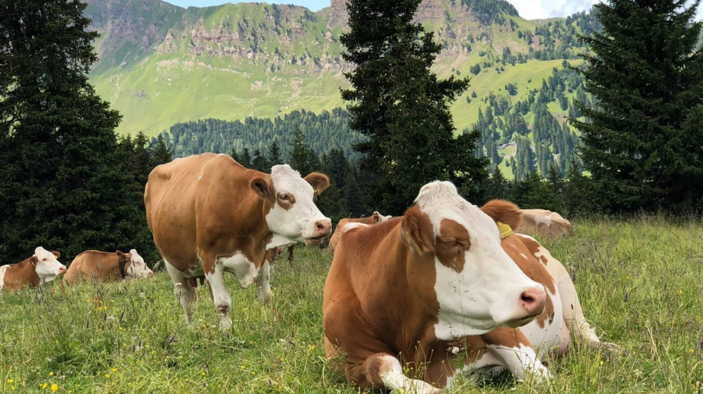 cows lay in field