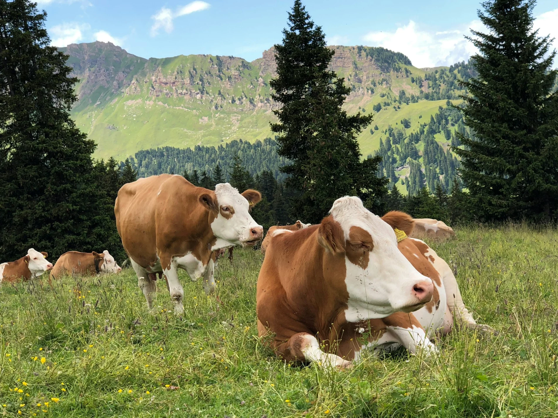 cows lay in field