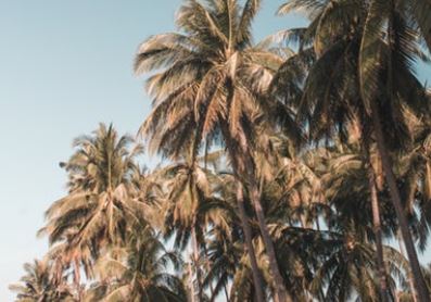 palms