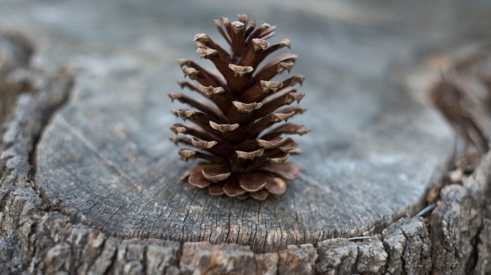 Pine