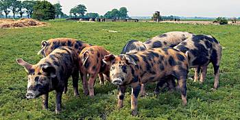 Pigs from Ängavallen, in Sweden. Photo by Gunnar Magnusson / Flickr-Skånska Matupplevelser.