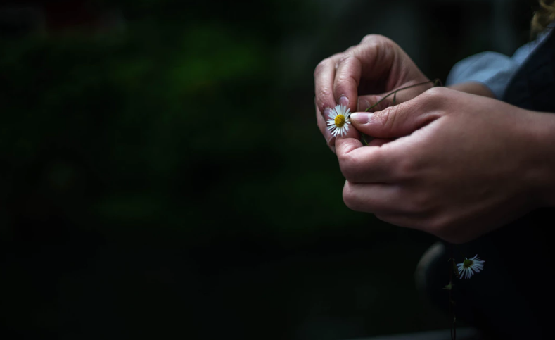 Hands holding daisy