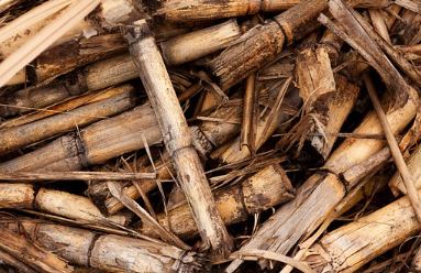 biomass sugarcane
