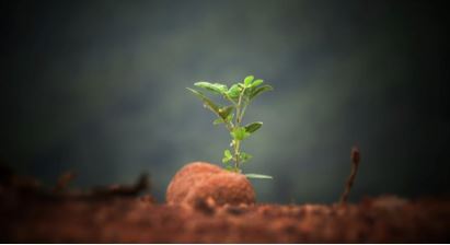 A small plant on sandy ground
