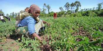 A farmer in Lower Nyando, Kenya, tends to vegetables in her farm.