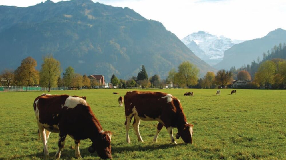Cows grazing in a field