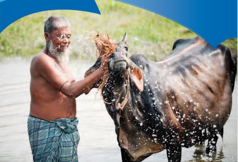 Man standing in water cleaning a cow