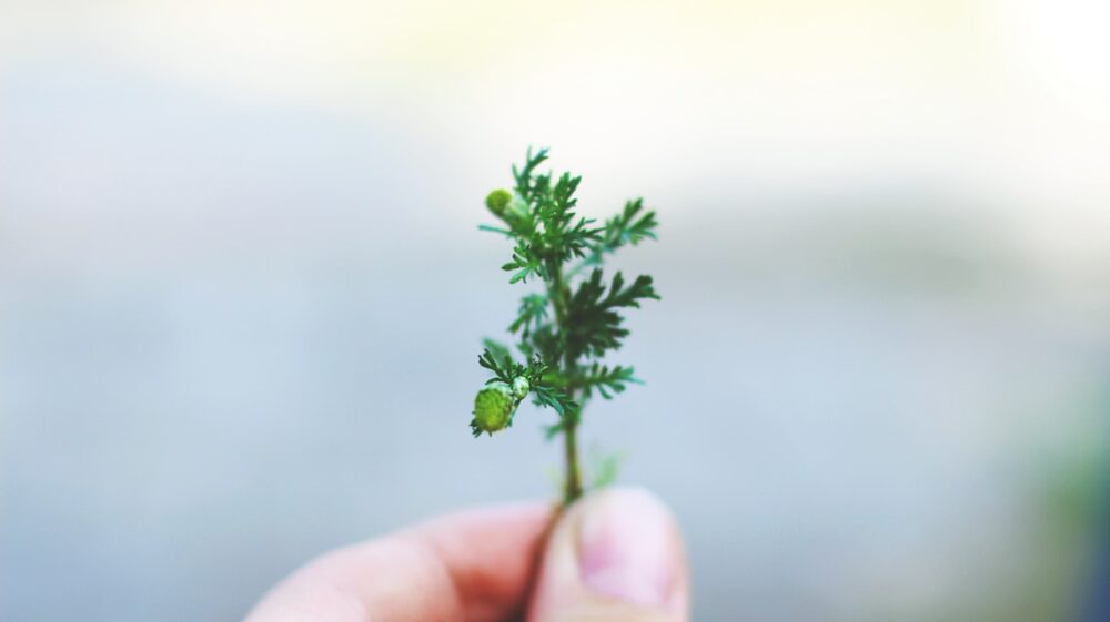 Tiny plant