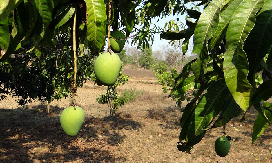Mango tree