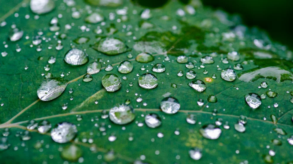 leaf with water droplets