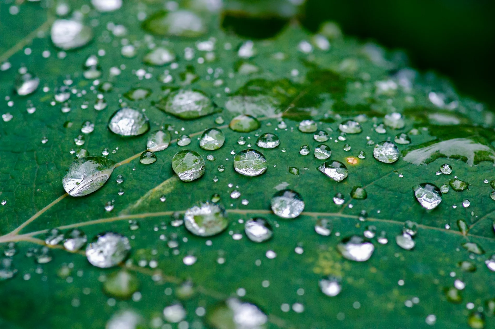 leaf with water droplets