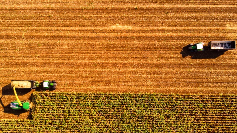 aerial view of corn field
