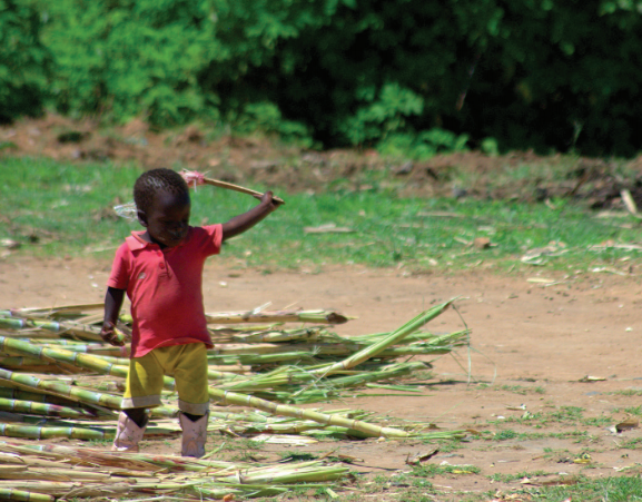 Child playing with sugar cane.