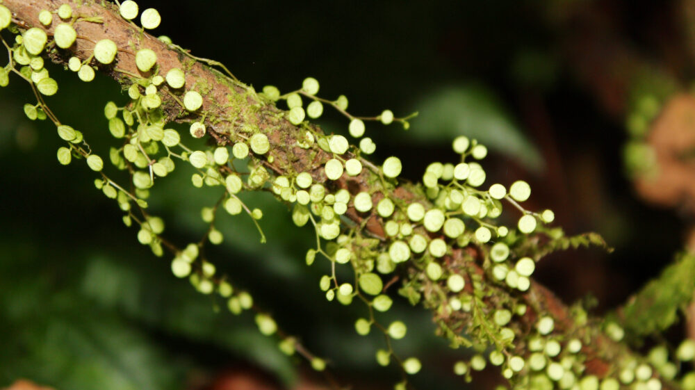 Small green leafs