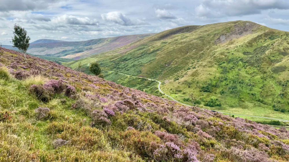 A wide landscape shot of moorland hills. Purple-flowering heather dominates the foreground, with greenery beyond, under a cloudy sky.