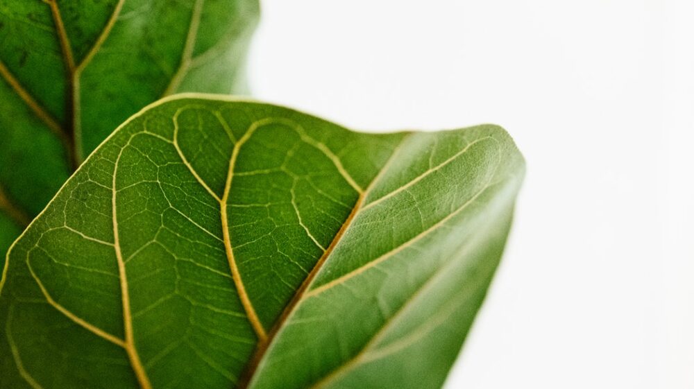 Close up plant