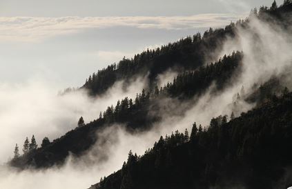 Foggy forest