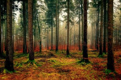 Forest