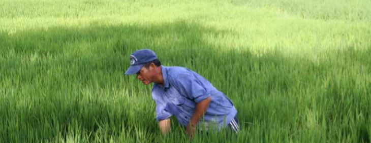 Tran Viet Dung working in the rice fields in Hueprovince Vietnam