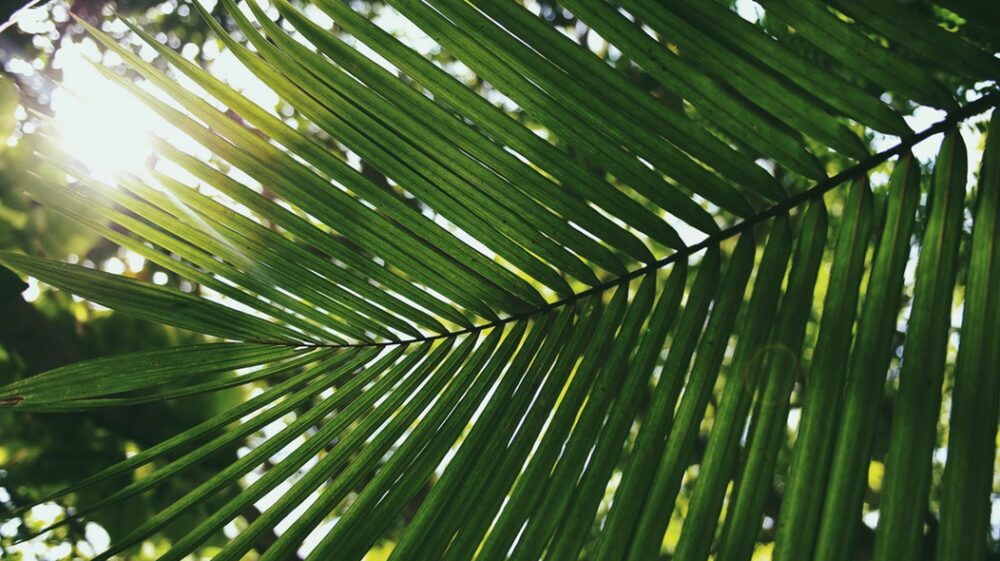 Palm leaf in sun