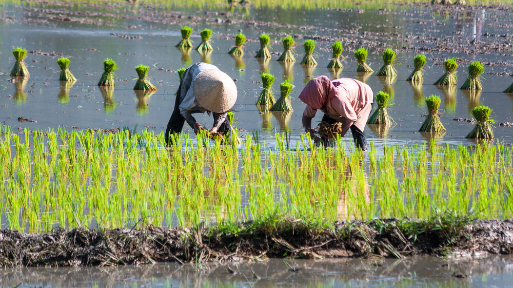 Women farmers growing rice on paddy rice farmland in the Mekong Delta.