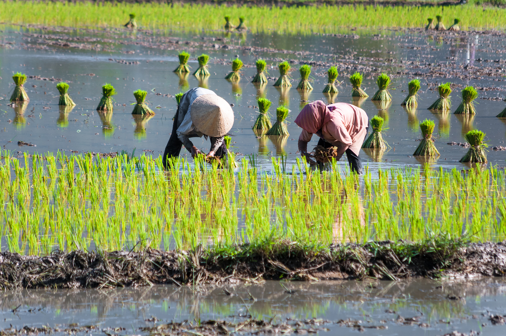 Women farmers growing rice on paddy rice farmland in the Mekong Delta.