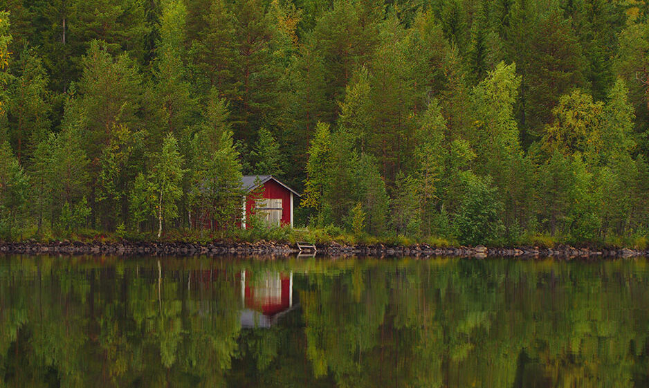 Forest in Sweden