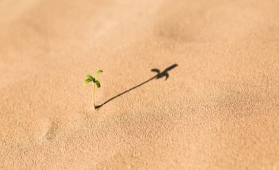A seed in the sand