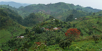 green hillside