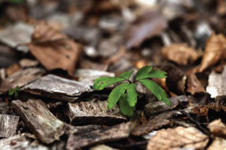 Small plant amongst brown wood chips