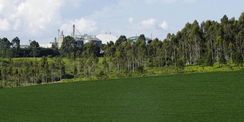 Soy field
