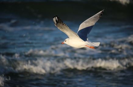 Seagull over Baltic sea
