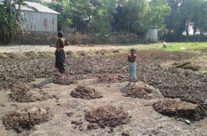 dung drying in Bangladesh