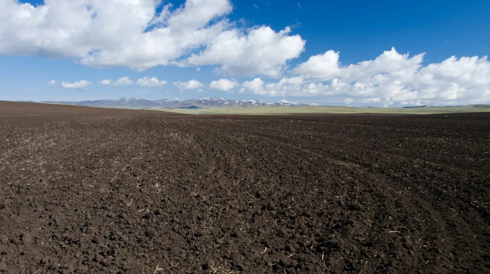 field