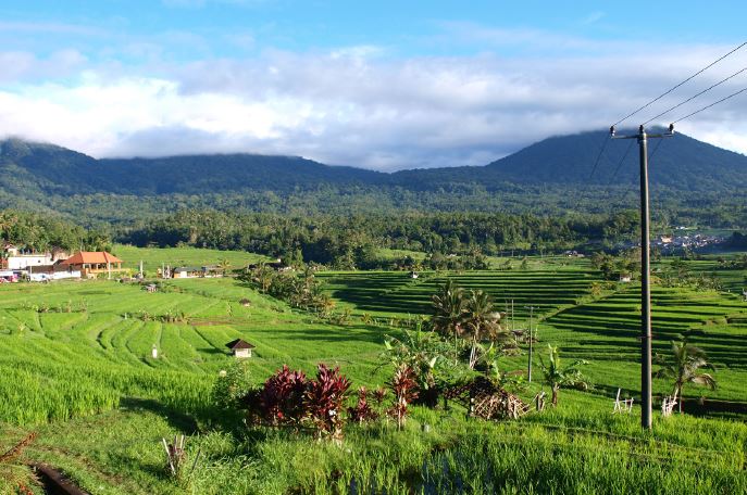 The terraced ricefields of Jatiluwih in Catur Angga Batukaru, the core subak landscape