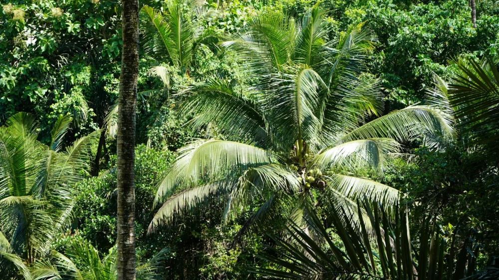 trees