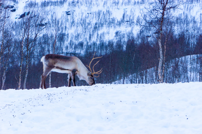 Arctic reindeer