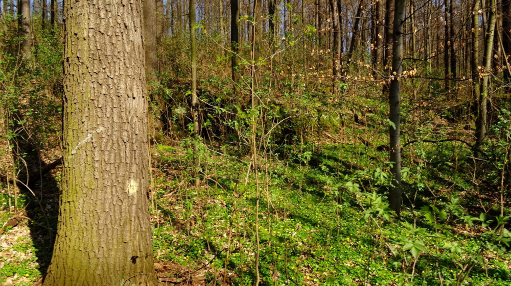 Forest in sunshine
