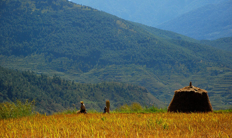 Farmers thresh their rice harvest in a field near Punakha, Bhutan