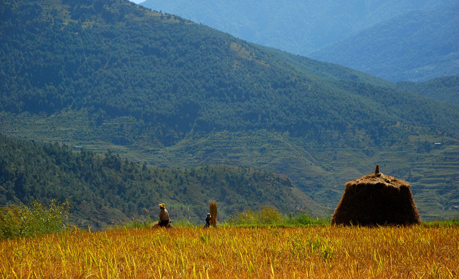 Farmers thresh their rice harvest in a field near Punakha, Bhutan
