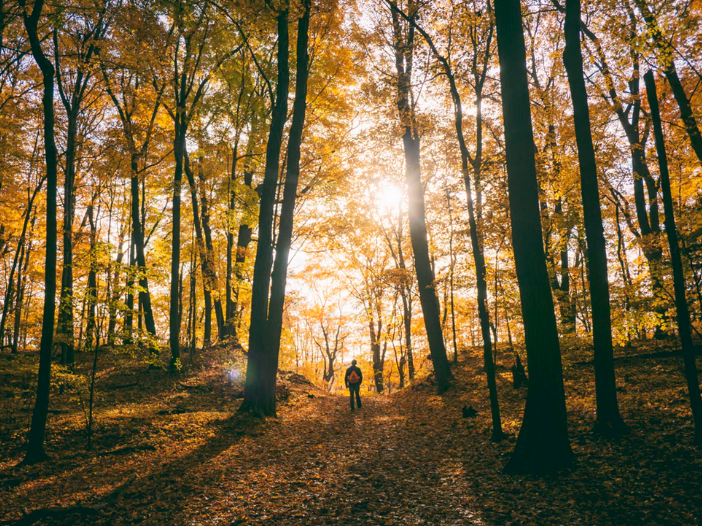 Hiker in forest