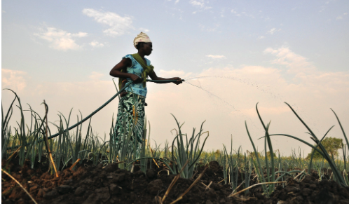 A woman farmer growing vegetables