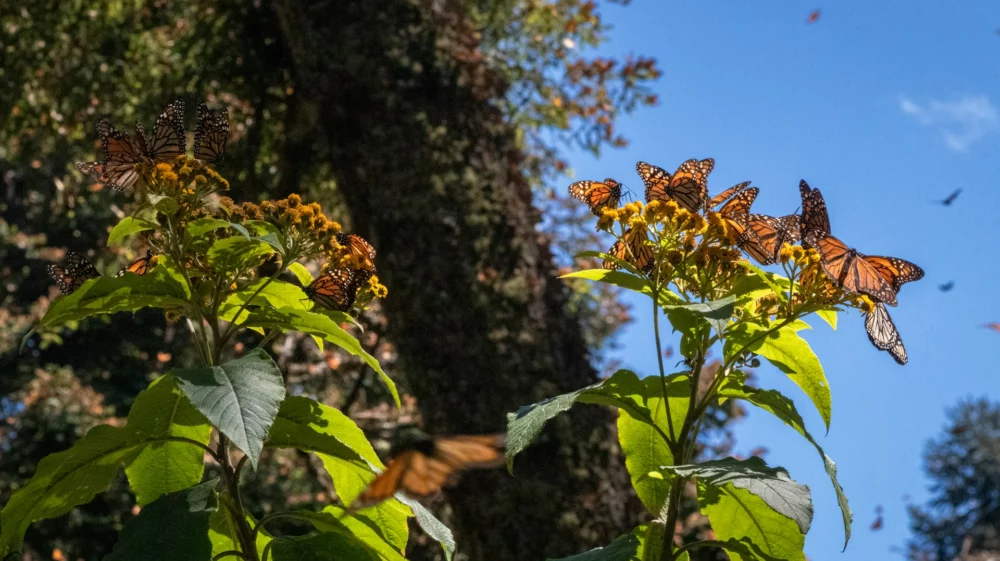 monarch butterfly's on plant