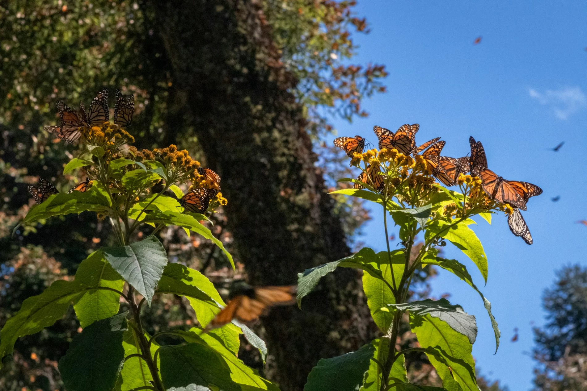 monarch butterfly's on plant