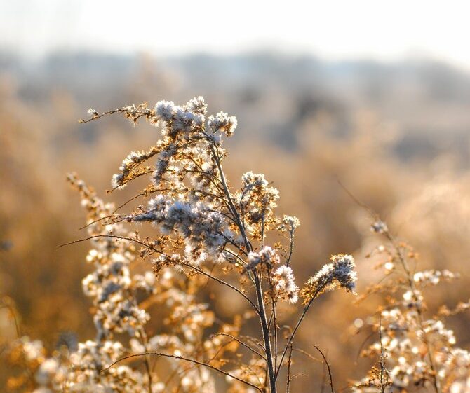 Flower field in sunset