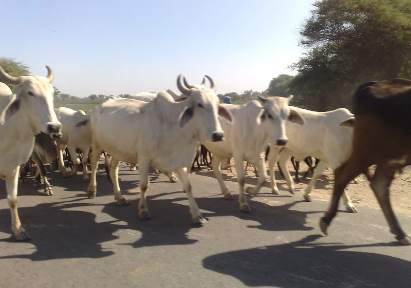 cattle