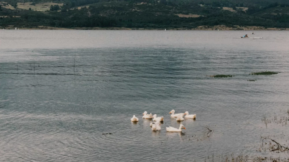 ducks in water