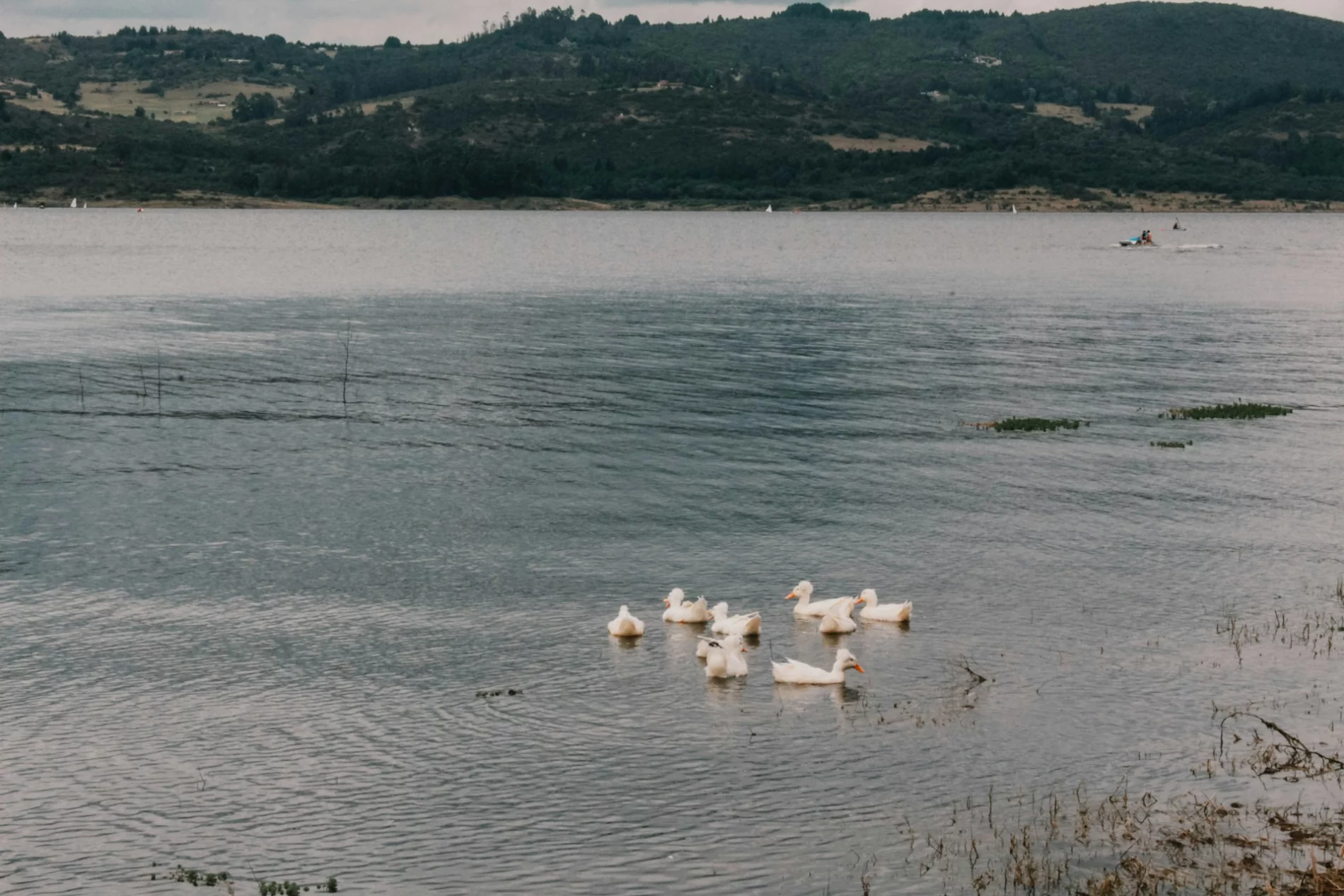 ducks in water